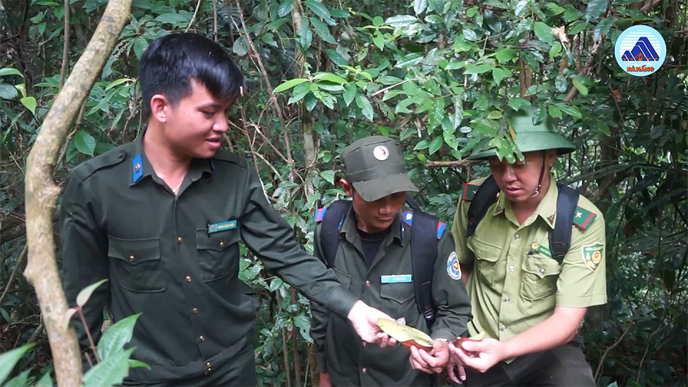 Video: Siết chặt quán lý, bảo vệ rừng trong mùa khai thác quả ươi