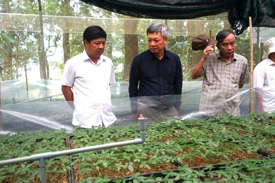 Hình nhỏ