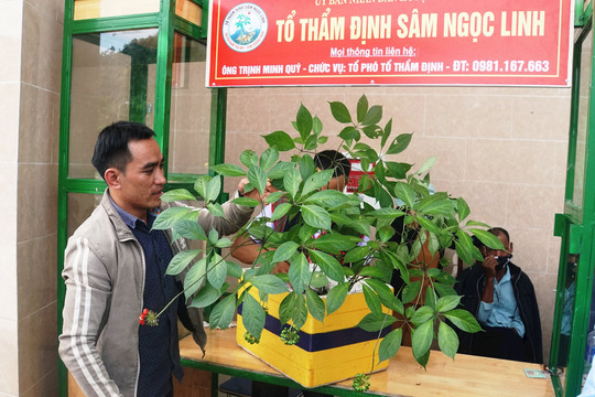 Hình nhỏ