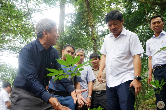 Hình nhỏ