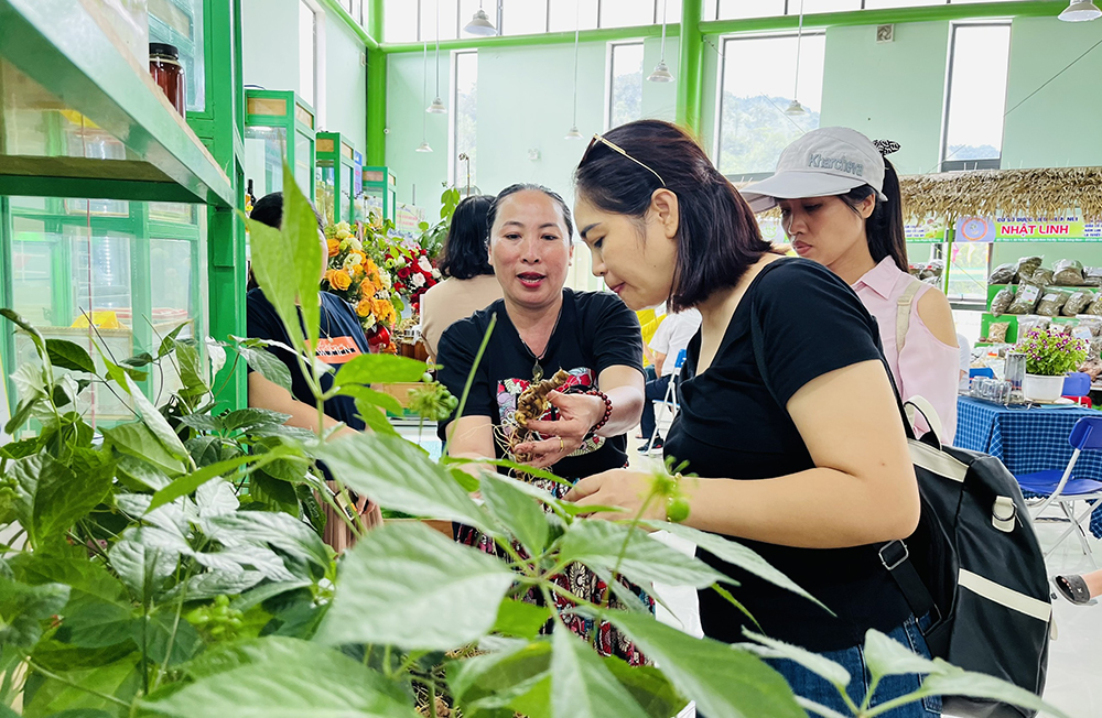 Nam Trà My sẽ tổ chức Lễ hội Sâm Ngọc Linh lần thứ VII - năm 2025
