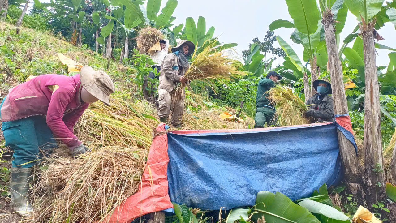 Hội Nông dân và Dân quân xã Nam Giang giúp dân gặt gần 2ha lúa rẫy trước bão số 13