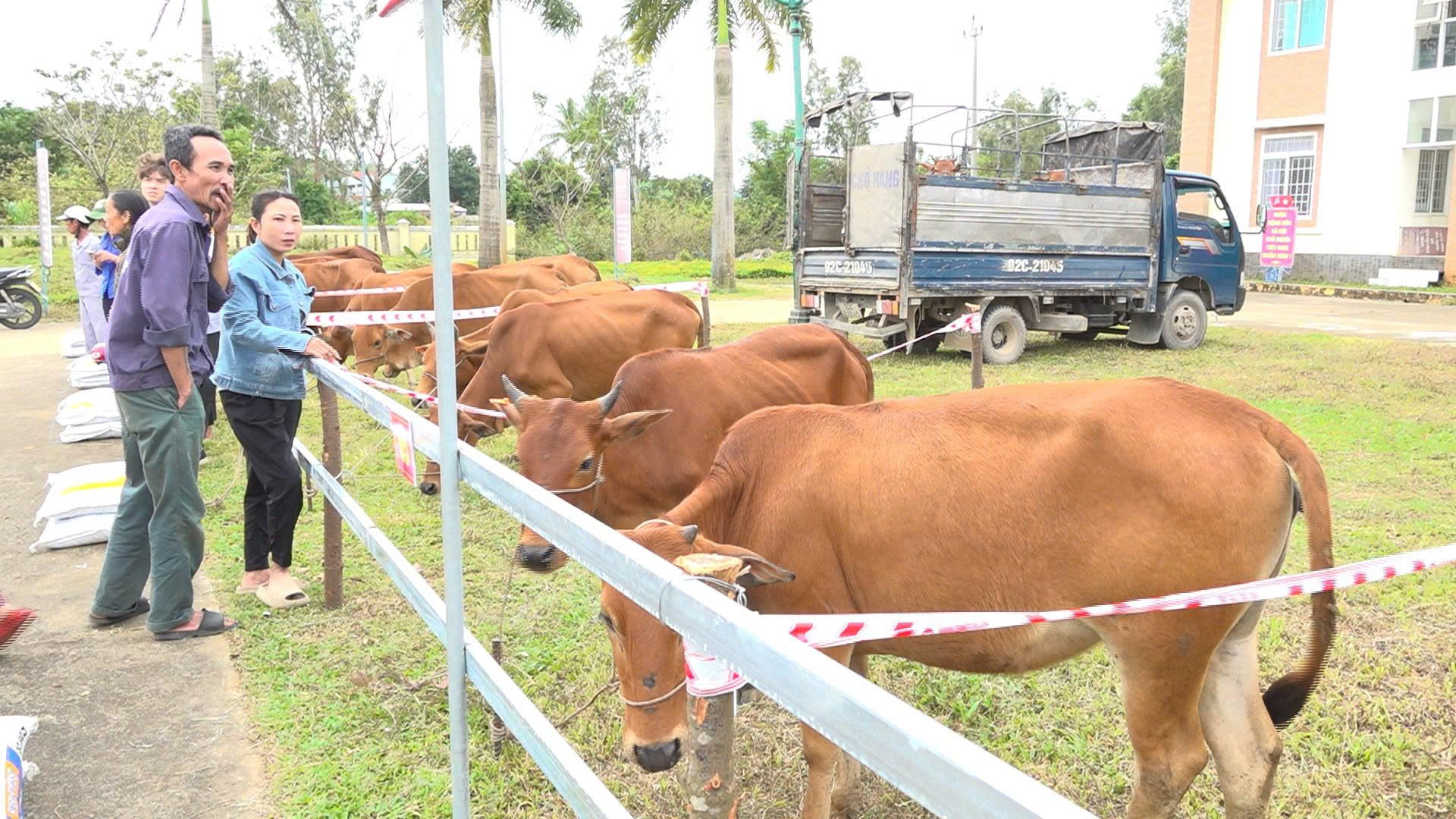 Đoàn Kinh tế Quốc phòng 516 bàn giao 50 con bò giống hỗ trợ sinh kế cho người dân xã Núi Thành