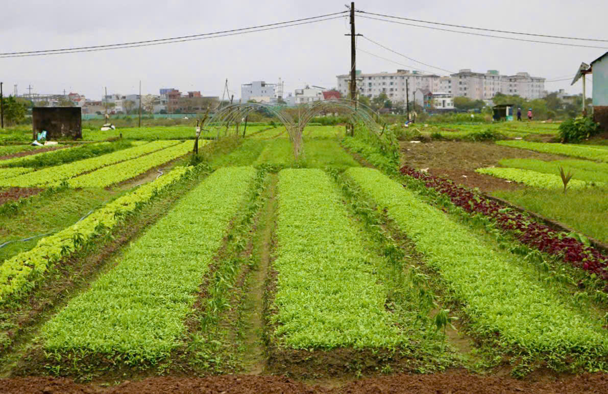 Những làng rau xanh hối hả phục vụ Tết