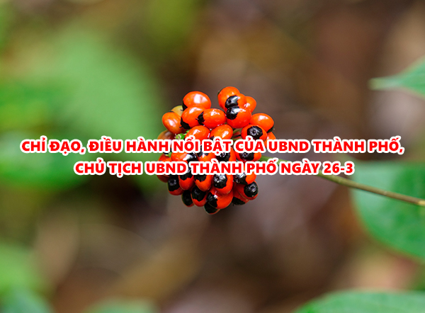 Hình nhỏ