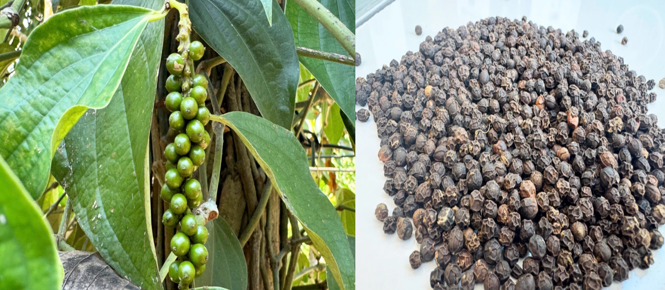 Tiêu Tiên Phước và hành trình bảo hộ chỉ dẫn địa lý