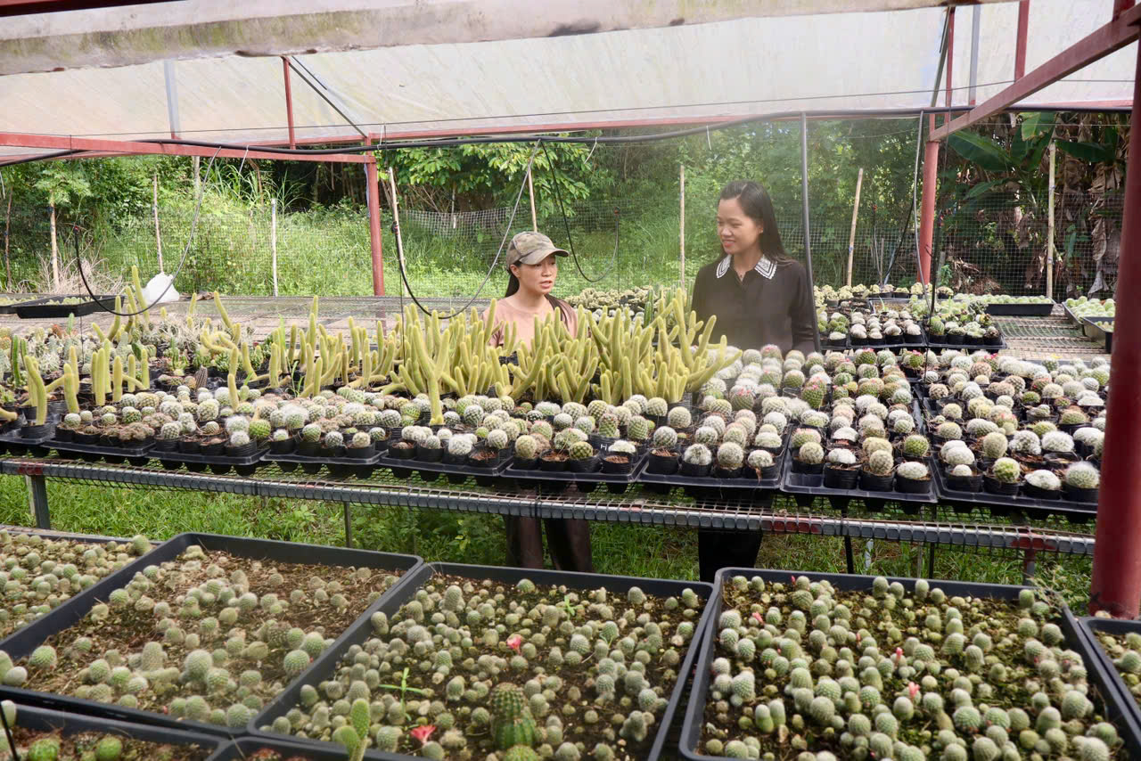Khởi nghiệp thành công từ mô hình trồng xương rồng trên đất Phú Thuận