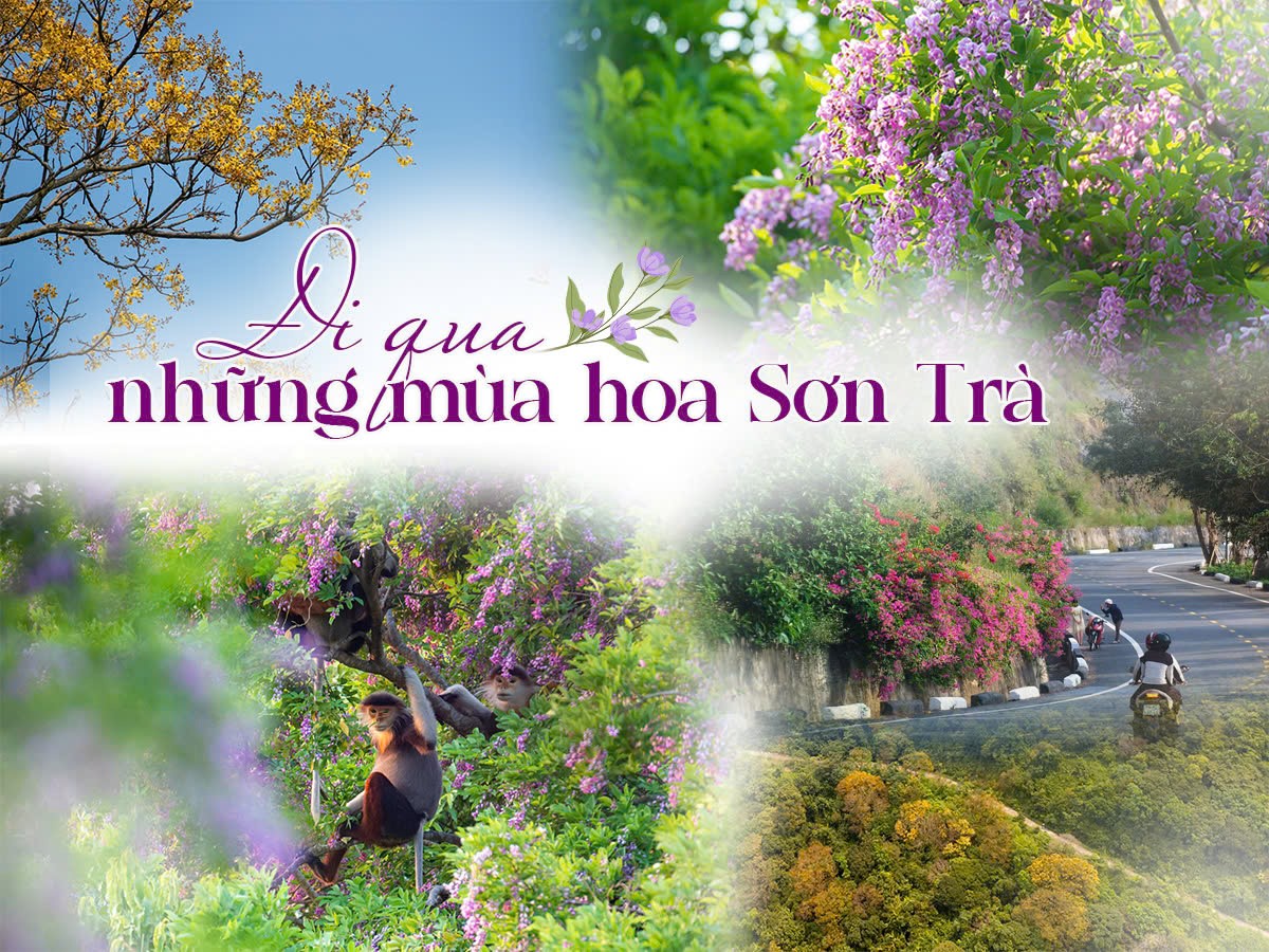 Đi qua những mùa hoa Sơn Trà