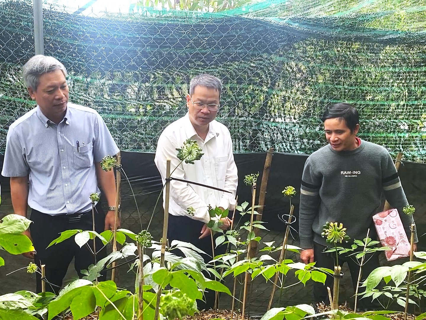 Chủ tịch UBND thành phố Nguyễn Mạnh Hùng kiểm tra vùng trồng Sâm Ngọc Linh