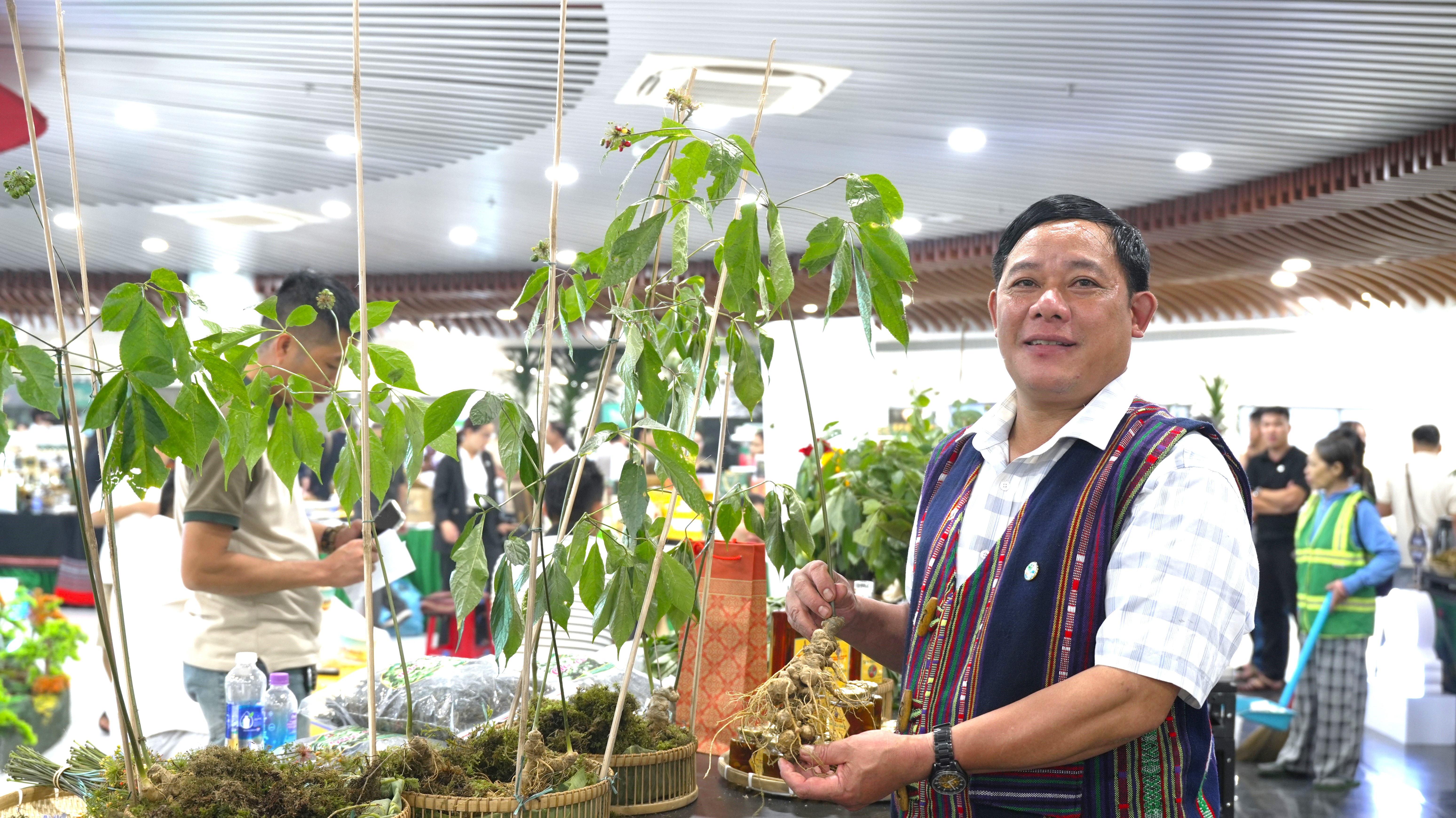 Phát triển sâm Ngọc Linh trở thành "hạt nhân" ngành dược liệu