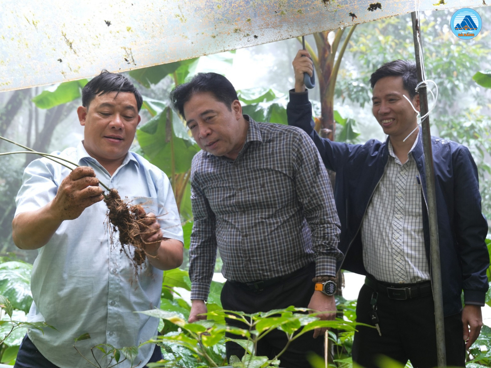 Bảo tồn nguồn gen gốc sâm Ngọc Linh là nhiệm vụ cốt lõi